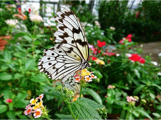 花ちょう遊館入館 全世代が楽しめる 花 蝶 鳥との楽しいふれあい ファミリーにもオススメ 井頭公園 じゃらん遊び体験 花ちょう遊館入館 全世代が楽しめる 花 蝶 鳥との楽しいふれあい ファミリーにもオススメ 井頭公園 じゃらん遊び体験