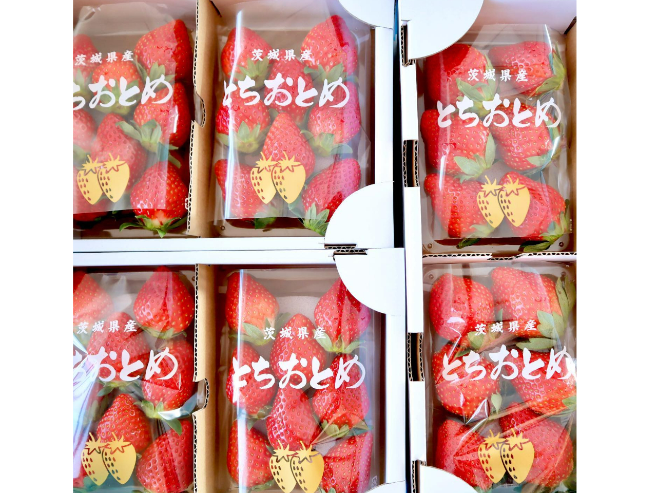 茨城かすみがうら市＊いちご狩り2026年】30分食べ放題♪＼2歳未満無料