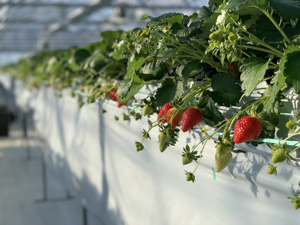 府中市 土曜 日曜のご予約はこちら 大人気のいちご狩り ゆめのか 30分食べ放題プラン 電車で行けるいちご狩り 分倍河原駅より徒歩8分 府中 いちご狩り園 じゃらん遊び体験 府中市 土曜 日曜のご予約はこちら 大人気のいちご狩り ゆめのか 30分食べ放題プラン 電車で行けるいちご狩り 分倍河原駅より徒歩8分 府中 いちご狩り園 じゃらん遊び体験