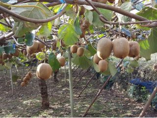 キウイはブドウのように実ります ハサミいらずで引っ張るだけ!