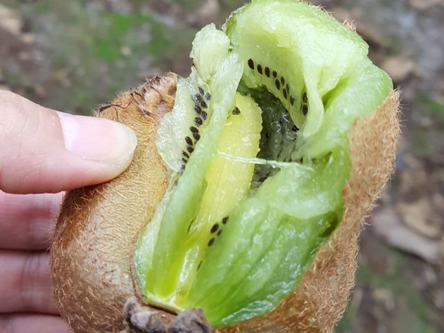 大きくてとってもジューシー! こんなに甘いの?!とよく言われます