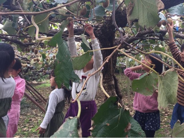 子供達が背伸びして届きます ハサミいらずなので小さなお子様でも安心!