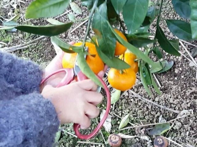 ハサミを使って簡単みかん狩り♪