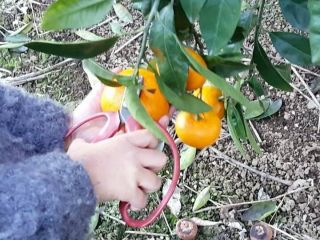 ハサミを使って簡単みかん狩り♪