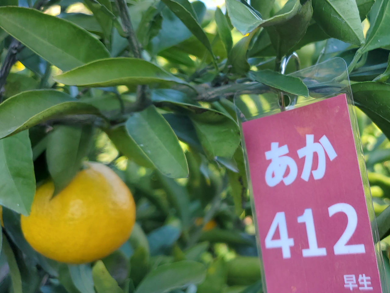 "今年のみかん"が分かりやすいように名札をつけています。今年のみかんは"あか"! 木によっても味が違うので味の違いをお楽しみに☆