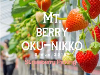 〜天空のいちご狩り〜 マウントベリー奥日光では夏秋の冷涼な環境を生かして、特別ないちご狩りを開催しております。