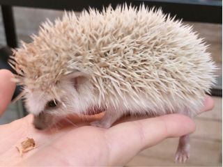 癒やしのフクロウ 人気のハリネズミ ウサギにインコと触れ合える フリータイムでゆっくり触れ合えます ふくろうカフェricky 栃木店 じゃらん遊び体験