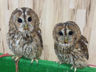 癒やしのフクロウ 人気のハリネズミ ウサギにインコと触れ合える フリータイムでゆっくり触れ合えます ふくろうカフェricky 栃木店 じゃらん遊び体験
