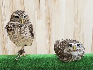 癒やしのフクロウ 人気のハリネズミ ウサギにインコと触れ合える フリータイムでゆっくり触れ合えます ふくろうカフェricky 栃木店 じゃらん遊び体験 癒やしのフクロウ 人気のハリネズミ ウサギにインコと触れ合える フリータイムでゆっくり触れ合えます ふくろうカフェricky 栃木店 じゃらん遊び体験