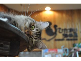 人懐っこい猫たちと楽しく遊ぶ60分 ワンドリンク付き ひだまり猫茶房 じゃらん遊び体験