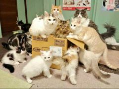 猫カフェ 猫日和 予約 アクセス 割引クーポン じゃらんnet 猫カフェ 猫日和 予約 アクセス 割引クーポン じゃらんnet