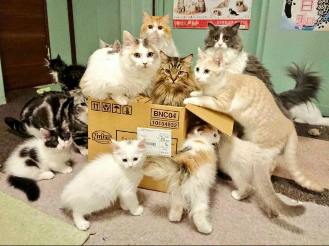 子猫がいっぱい 30匹以上の猫スタッフと触れ合おう ファミリーもカップルも 猫カフェ 猫日和 じゃらん遊び体験 子猫がいっぱい 30匹以上の猫スタッフと触れ合おう ファミリーもカップルも 猫カフェ 猫日和 じゃらん遊び体験