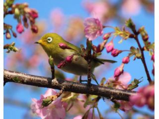 河津桜への行きかえりにお立ち寄りくださいませ