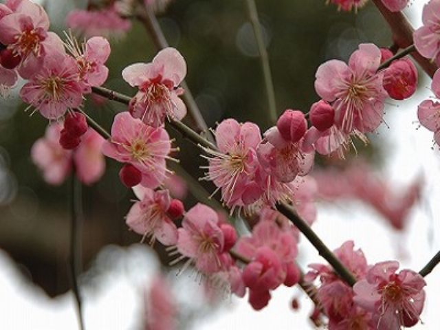 熱海梅園の梅まつり1月より開催されます