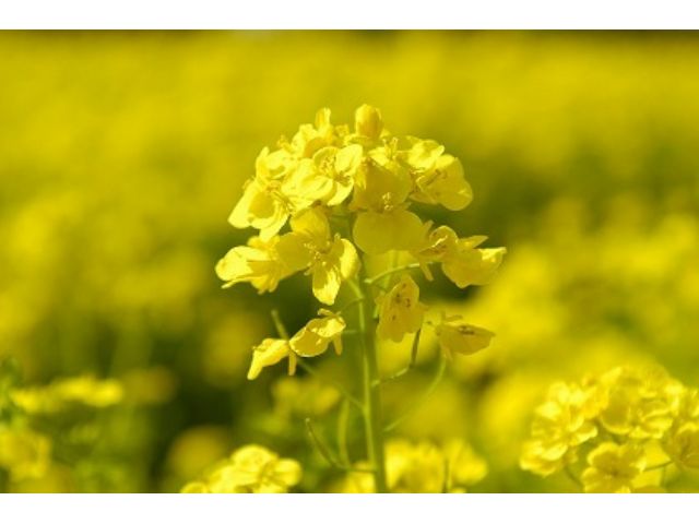 伊豆の早咲き桜とともに・・菜の花畑で記念写真もお薦め