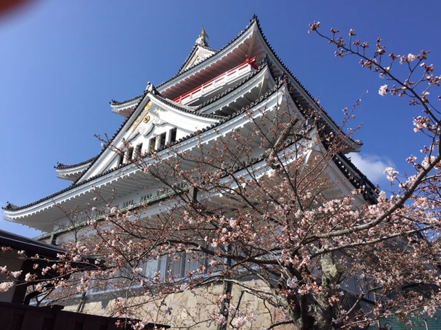 熱海城下では3月桜まつり開催