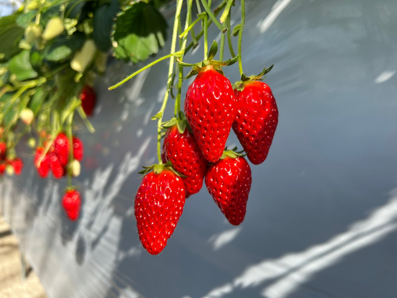 愛知・渥美半島】〈2025/1/9～4/6〉苺や本舗でいちご狩り♪「章姫」60