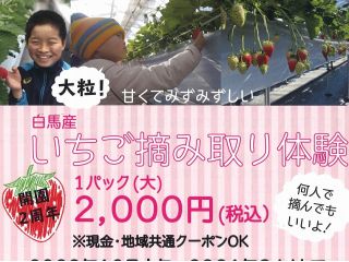 【地域共通クーポン対象】コロナ対策実施中≪いちご摘み≫かおり野1パック☆持ち帰りorイートインで♪カップル・ファミリーにおすすめ☆2019年12月新規OPEN☆
