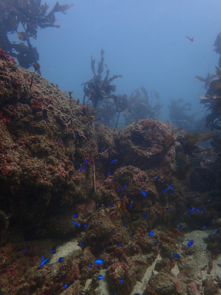 【行川ダイビング】2プチボート(湾内)!マイペースでゆったり生物ウォッチング~