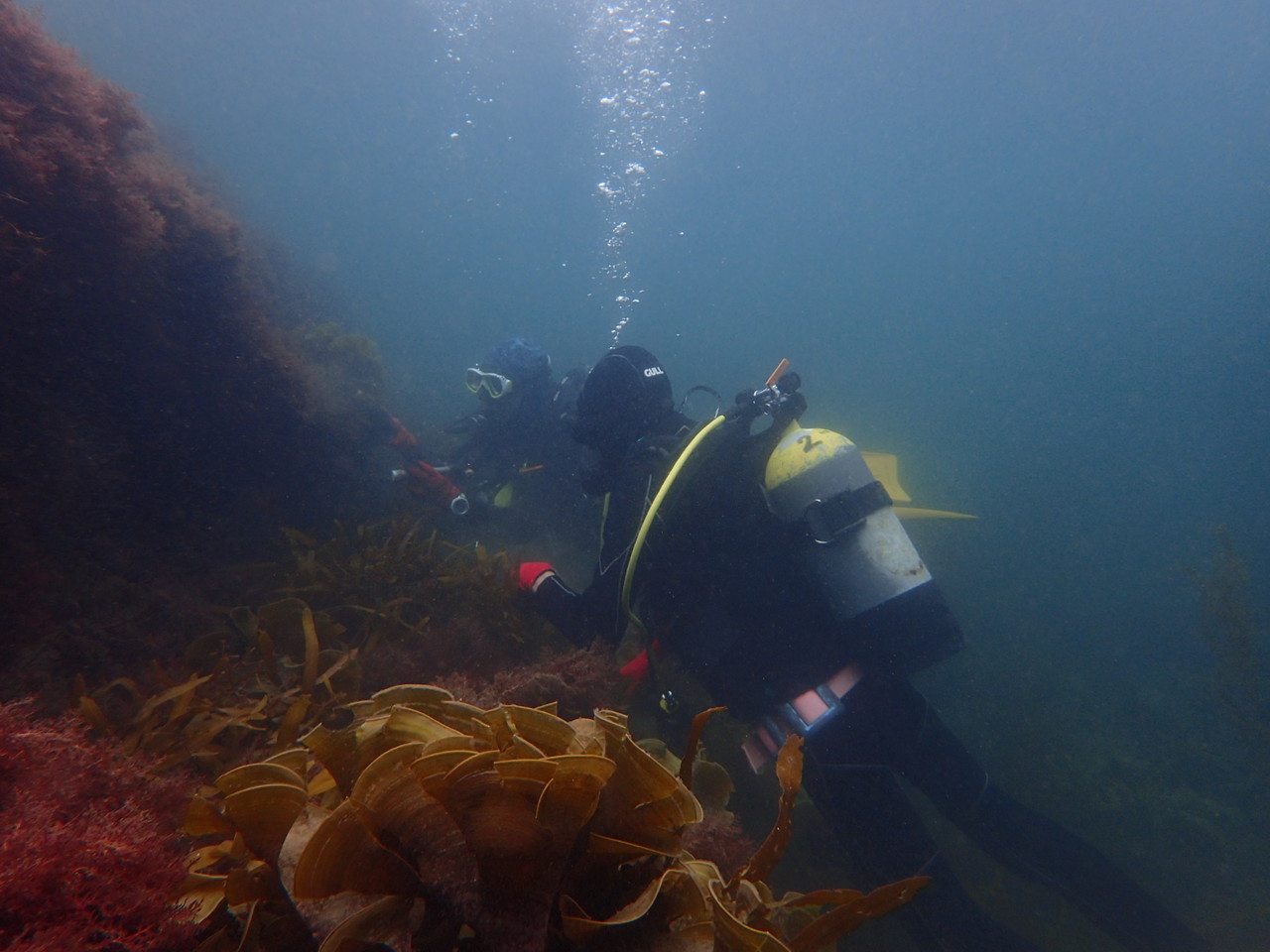 【勝浦ダイビング】体験ダイビング!~憧れの海中世界をゆったりのんびり楽しもう~