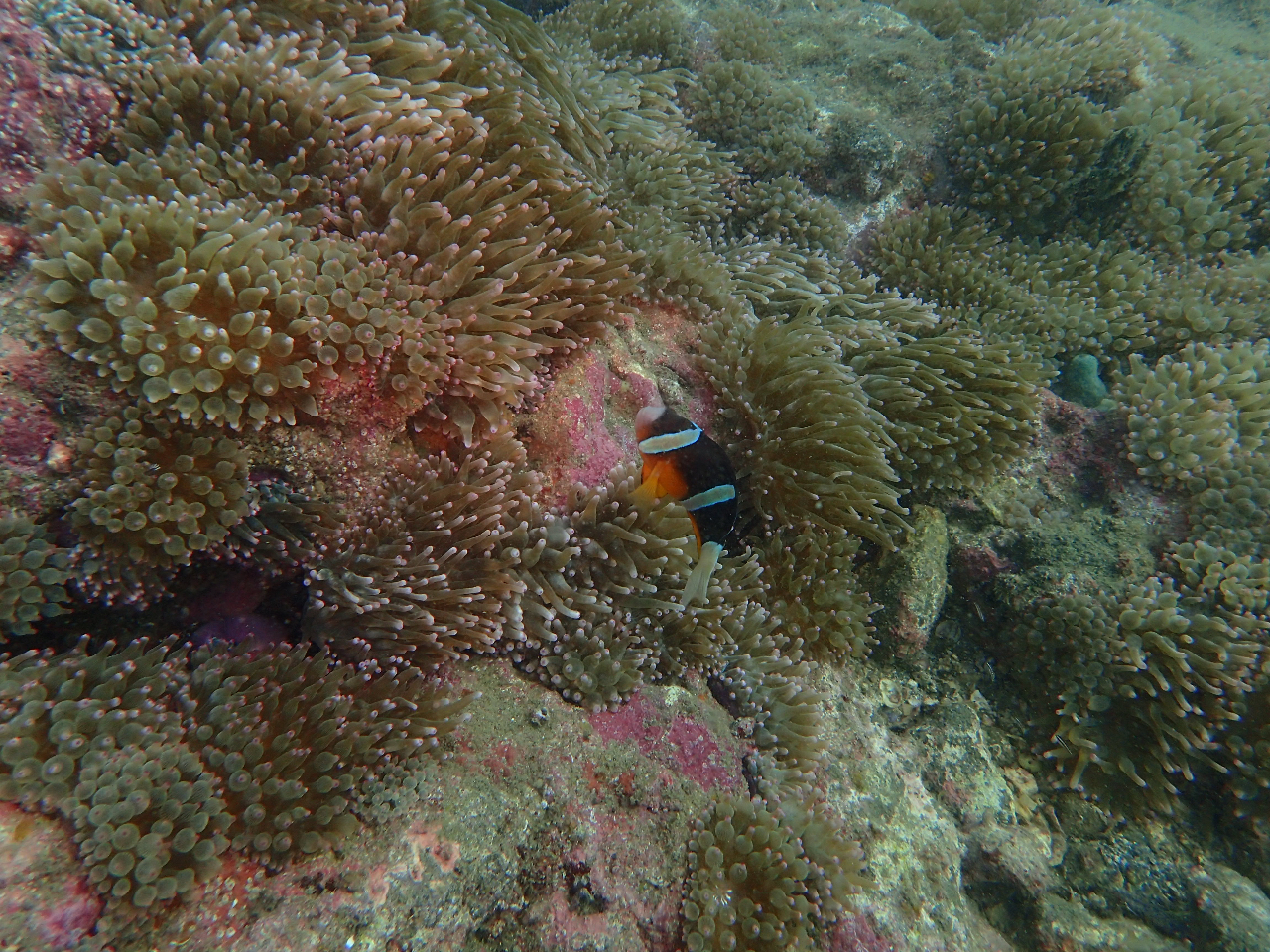 【千葉・鋸南町勝山】かっちゃまダイビング2ボート!豪快&穏やか~東京湾口の海を満...