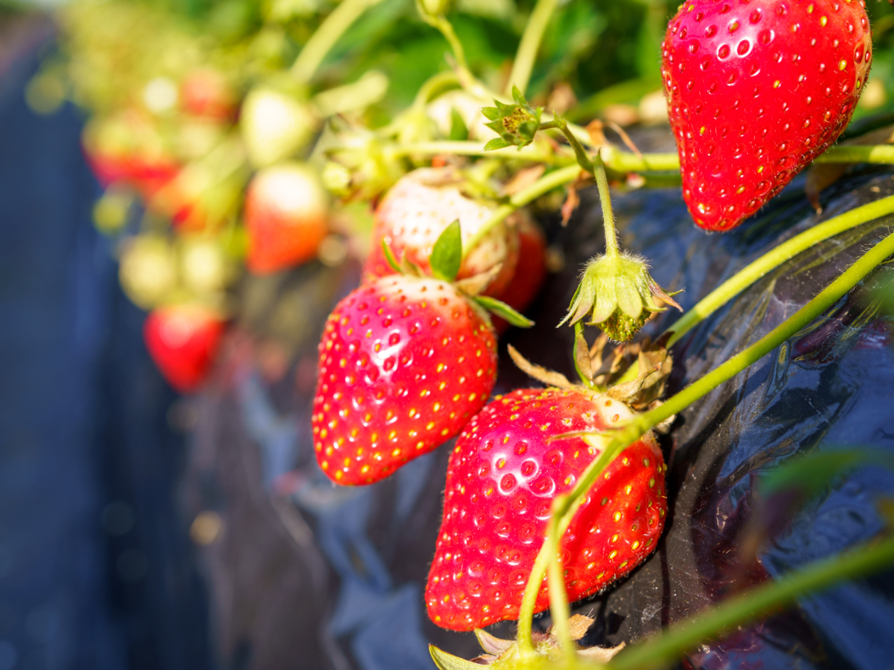 【いちご狩り☆40分】<じゃらん限定>こだわりの土耕栽培で美味しいいちご★最大5...