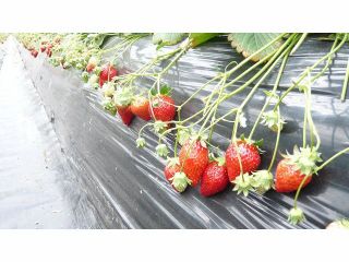 質にこだわりを持って育てたいちごです★40分間心行くまでお楽しみください♪