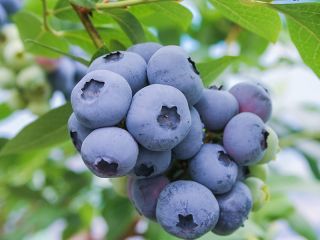 山に囲まれた自然の中で、おいしく摘み取りやすい大粒品種を選び、 1粒1粒を大事に育てています。