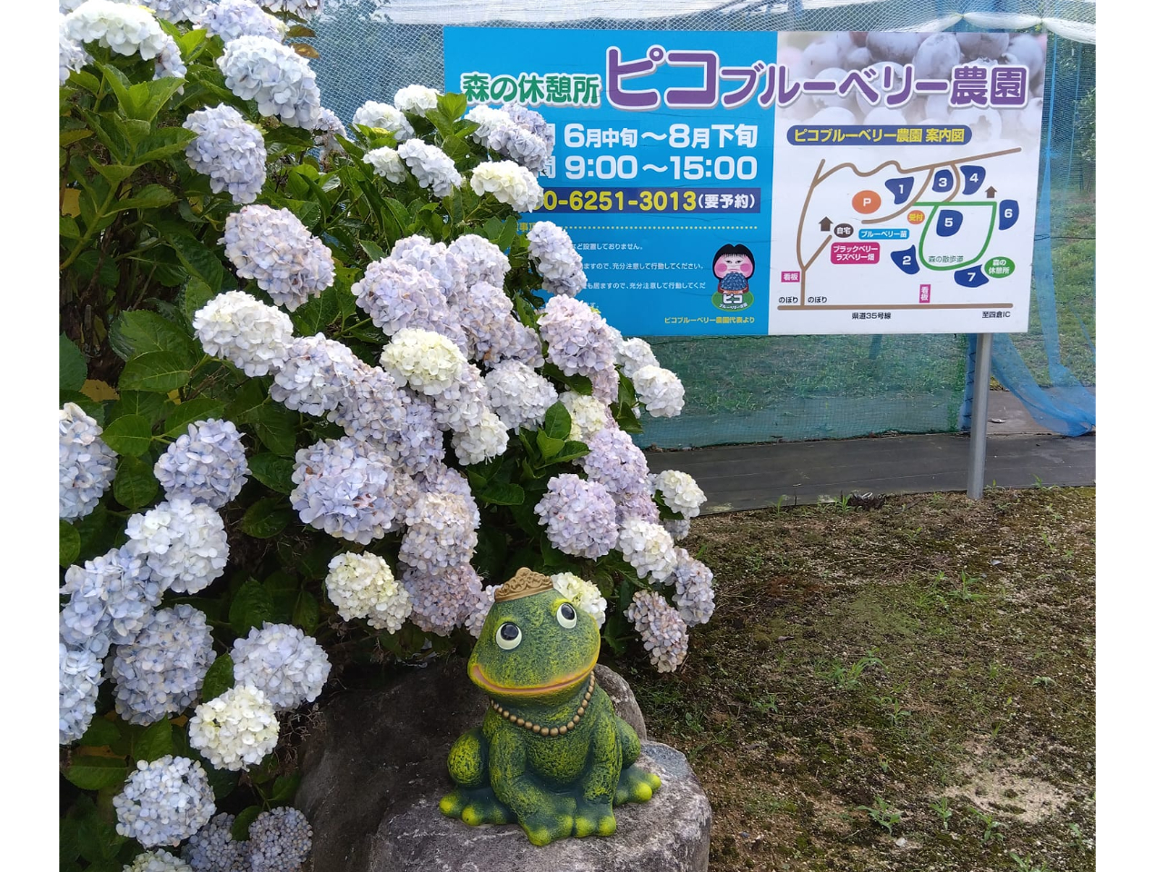 �s�R�u���[�x���[�_���̊Ŕ��ڈ�ł���