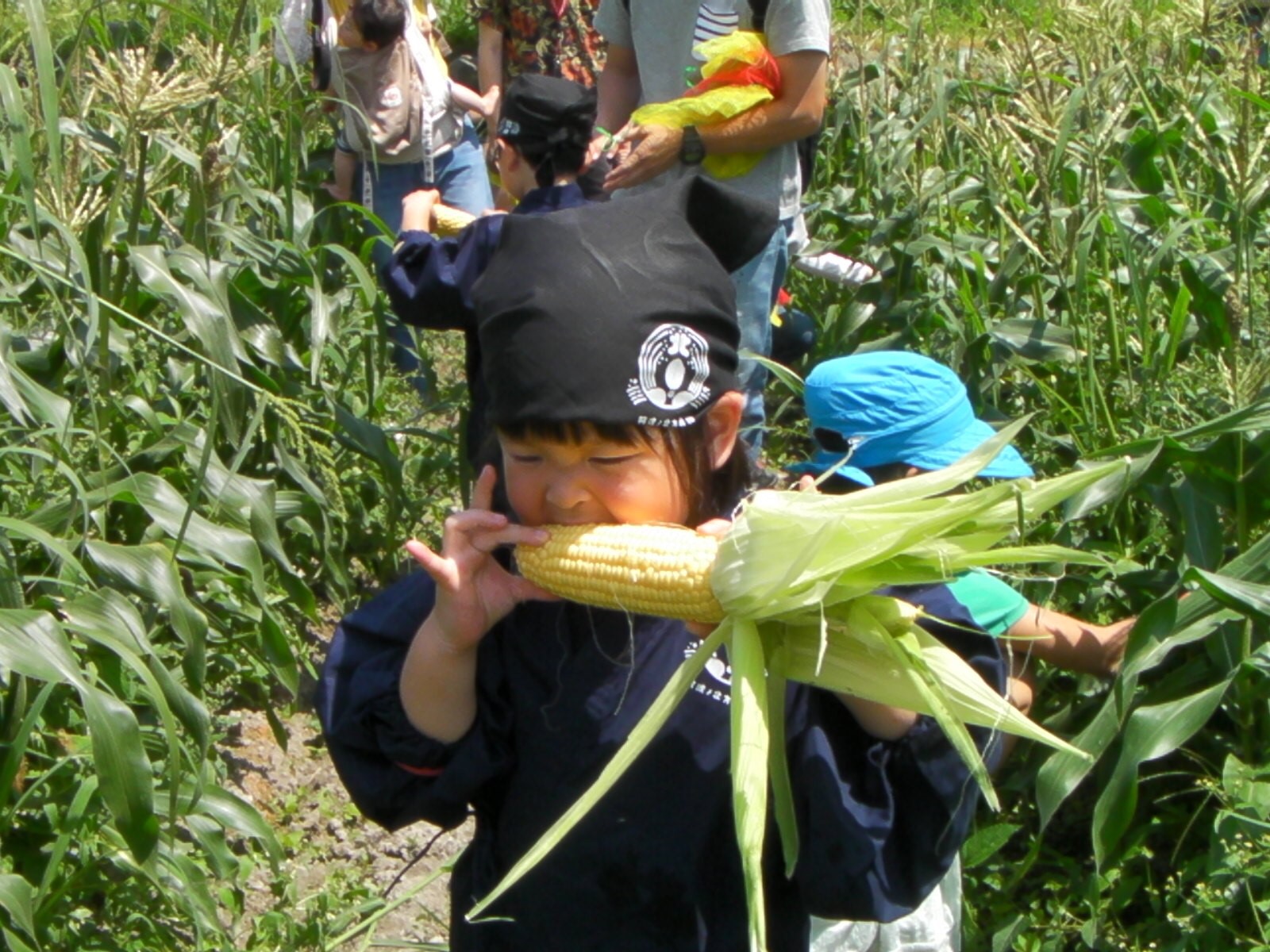 畑で食べよう もぎたて野菜 生で食べられるスーパースイートコーン狩り♪ 焼きとうもろこし付き！/阿波ノ北方農園