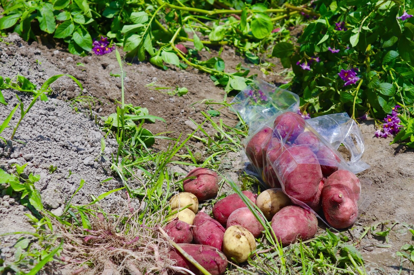 畑で食べよう もぎたて野菜 生で食べられるスーパースイートコーン狩り♪ 焼きとうもろこし付き！/阿波ノ北方農園