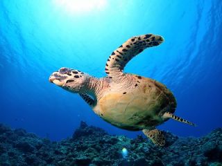 ウミガメにも出会えるかも