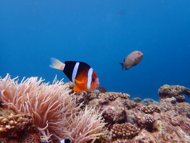 クマノミにも会える♪魚たちと同じ目線になれるダイビングでしか味わえない体験♪♪