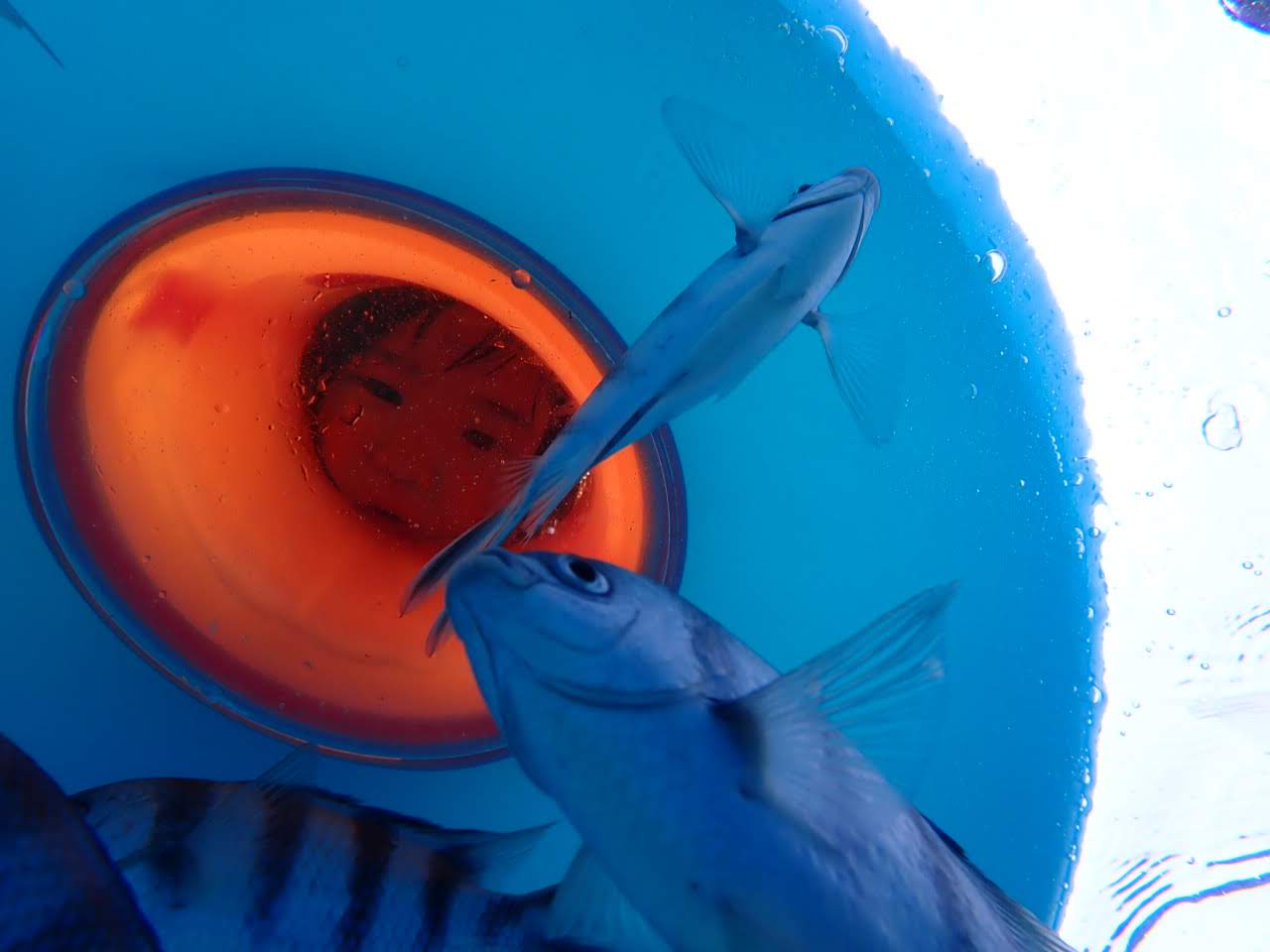 水中からはこんな感じ♪箱メガネで楽チンにお魚観察♪怖がってたお子様でも、この浮き輪に乗ると夢中になって観察してくれます(^^)