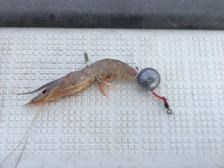 エビをえさにしたりします。つけ方簡単ですよ。また、魚の切り身をつけたりもします。