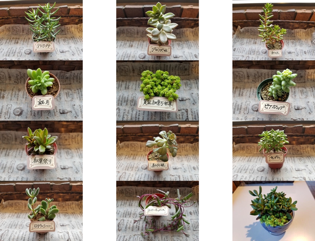 プクプクかわいい 多肉植物の寄せ植え体験 四季の里 じゃらん遊び体験 プクプクかわいい 多肉植物の寄せ植え体験 四季の里 じゃらん遊び体験