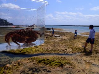 糸満 磯遊び体験 那覇市内送迎有 ネイチャースタイル じゃらん遊び体験 糸満 磯遊び体験 那覇市内送迎有 ネイチャースタイル じゃらん遊び体験
