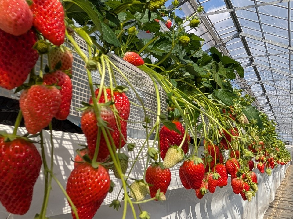 <|1/5~2/28|60分間>ゆったり食べ比べができるいちご狩り!