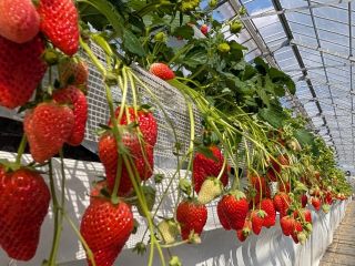 高設・大型高設ハウスでは、見つけた美味しそうな苺をすぐに摘んで味を楽しめます!