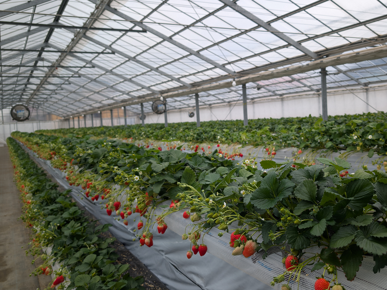 ^ݍ͔|nEX̗lqłB͓i䕂ł܂B