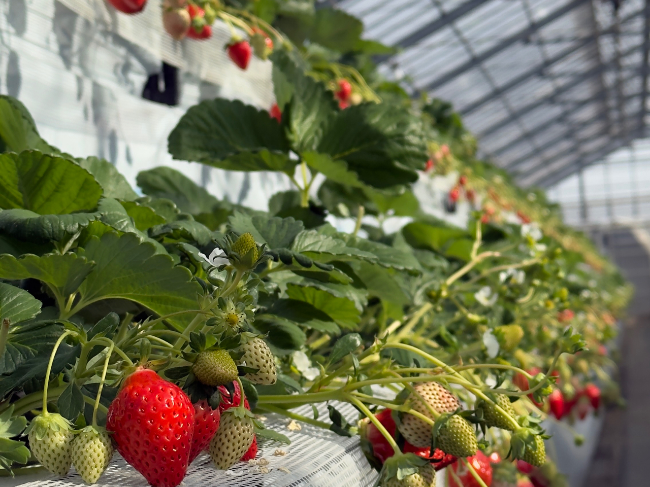 千葉・山武市【いちご狩り☆60分間食べ放題♪】当日予約OK☆15品種栽培中!真紅...