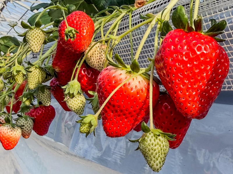 千葉・山武市【いちご狩り☆60分間食べ放題♪】当日予約OK☆15品種栽培中!真紅...