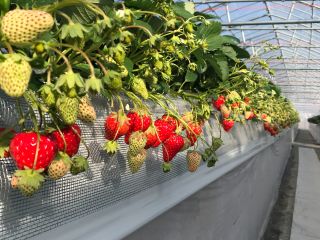 4種類の食べ比べプラン