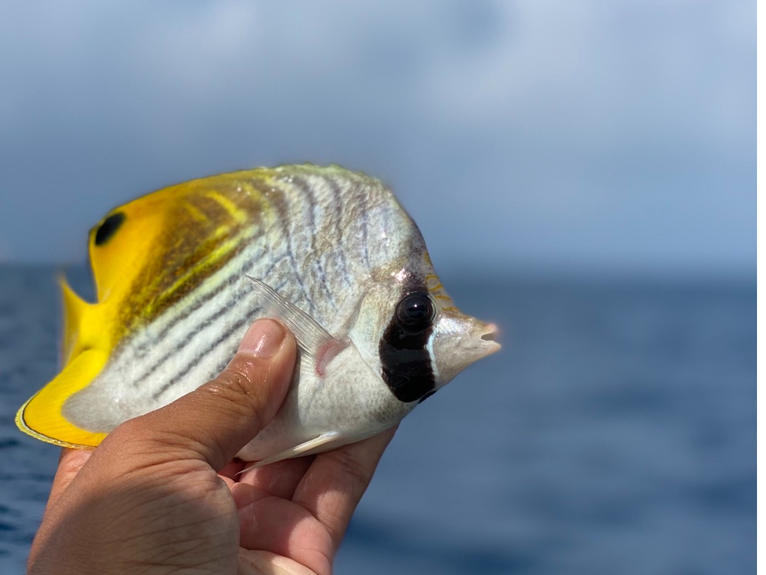 沖縄ならではの色とりどりの魚たち!