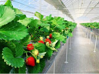 ※コロナ対策実施中※2/1~3/31いちご狩り60分食べ放題♪中学生以上スイーツキット付き★