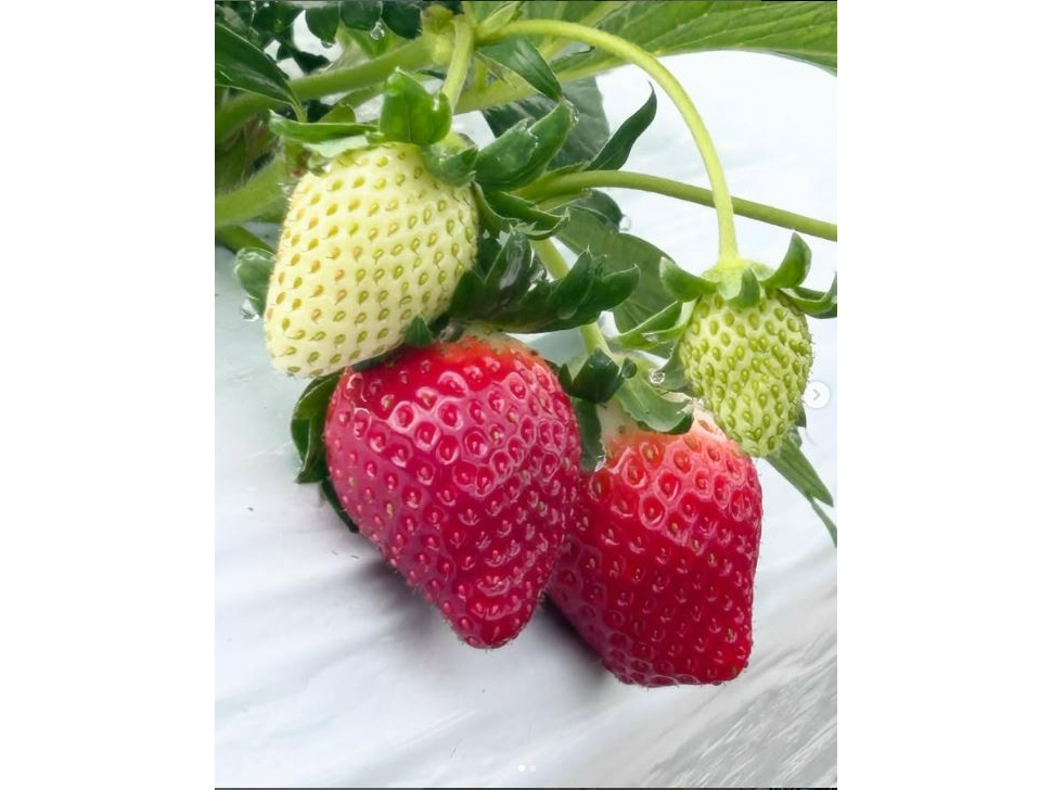 真っ赤に熟した苺を見つけてお召し上がりください♪