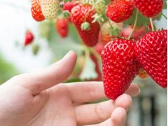 熊本のいちご狩りランキングtop10 じゃらんnet 熊本のいちご狩りランキングtop10 じゃらんnet