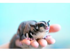京都市の動物カフェランキングtop6 じゃらんnet 京都市の動物カフェランキングtop6 じゃらんnet