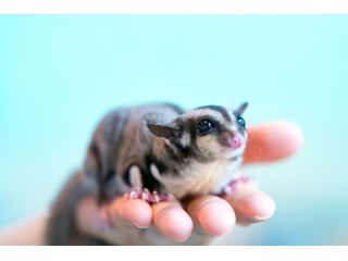 フクロモモンガです おやつをあげると美味しそうに食べてくれます