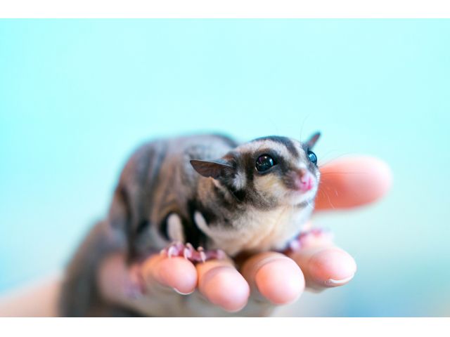 奈良三条通り沿い かわいい小動物たちと触れ合おう ドリンク付き1時間入園プラン 小動物カフェ はなはな じゃらん遊び体験 奈良三条通り沿い かわいい小動物たちと触れ合おう ドリンク付き1時間入園プラン 小動物カフェ はなはな じゃらん遊び体験